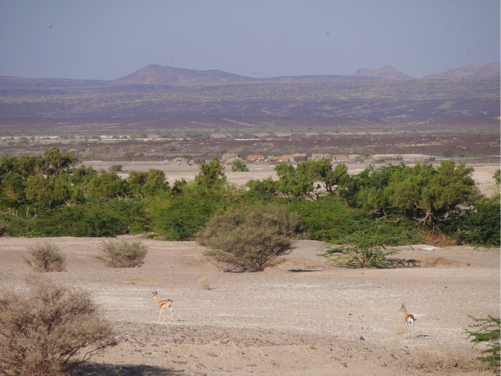 Les premiers éleveurs de la Corne de l'Afrique Paysage 2 1024x769