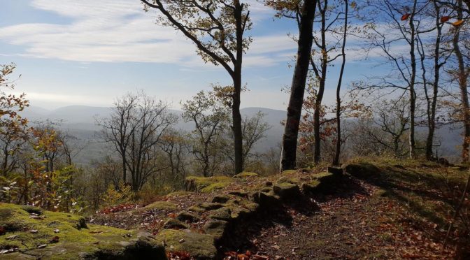 La forêt de  la Grésigne